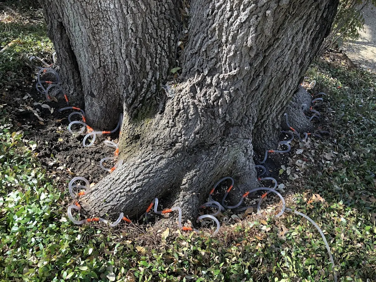 Detailed Tree Cabling and Bracing job site in Shanksville