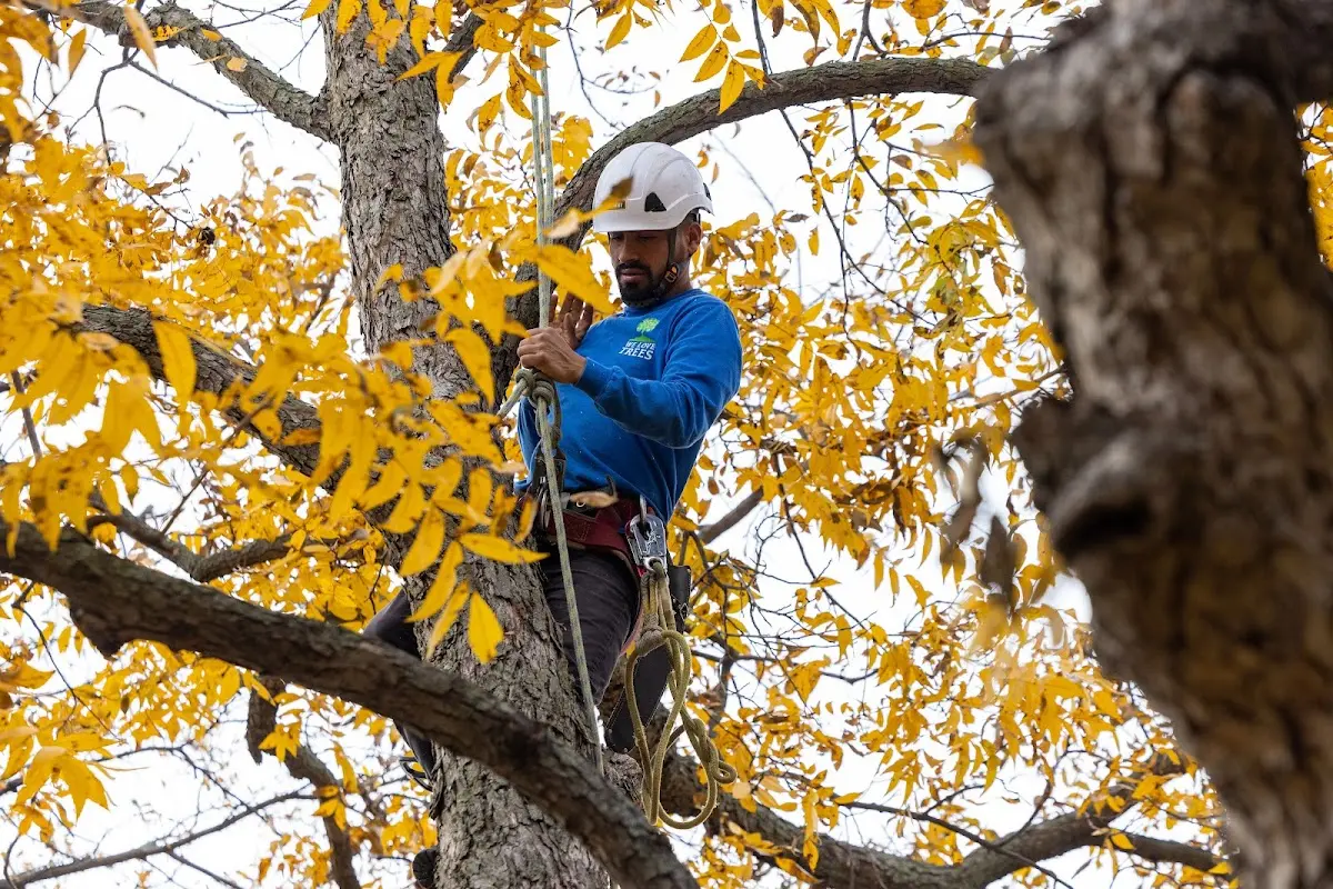 Skilled Tree Pruning crew working in Shanksville