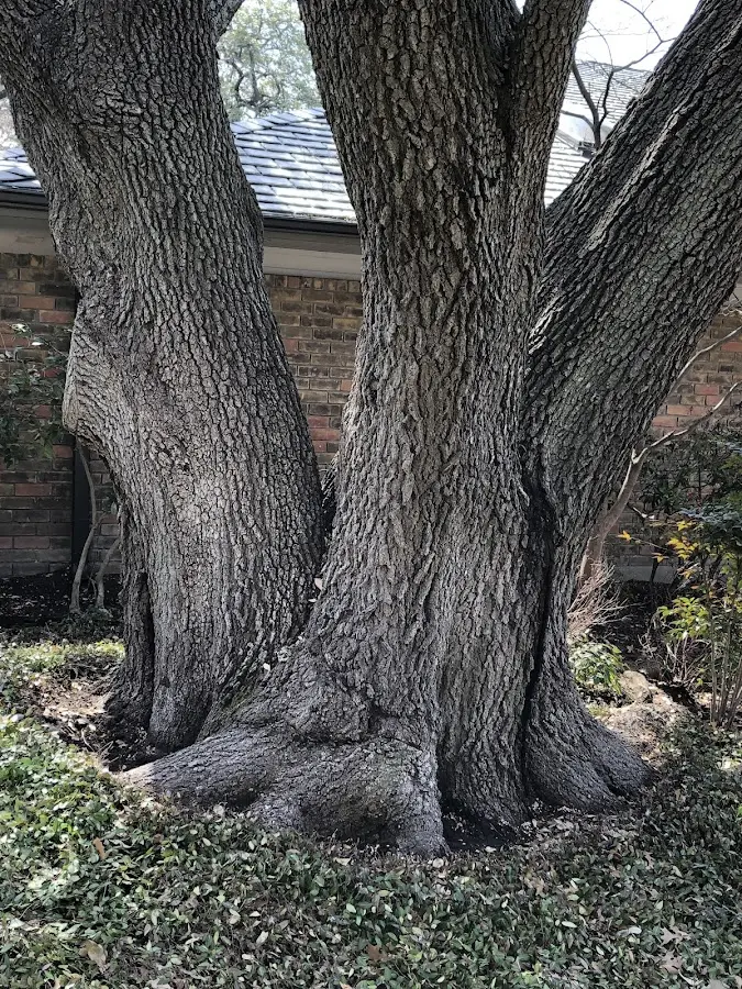 Mature heritage tree close to a Shanksville property cared for by certified arborists